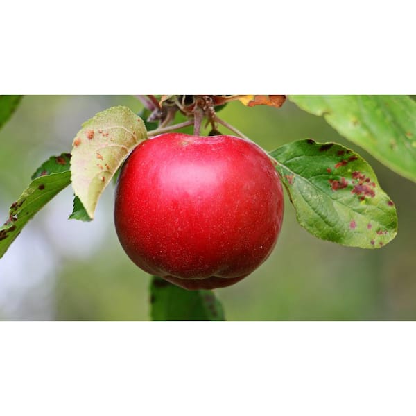 https://images.thdstatic.com/productImages/2c0d948d-593d-4621-a636-0078f284bca1/svn/online-orchards-fruit-trees-ftap209-c3_600.jpg
