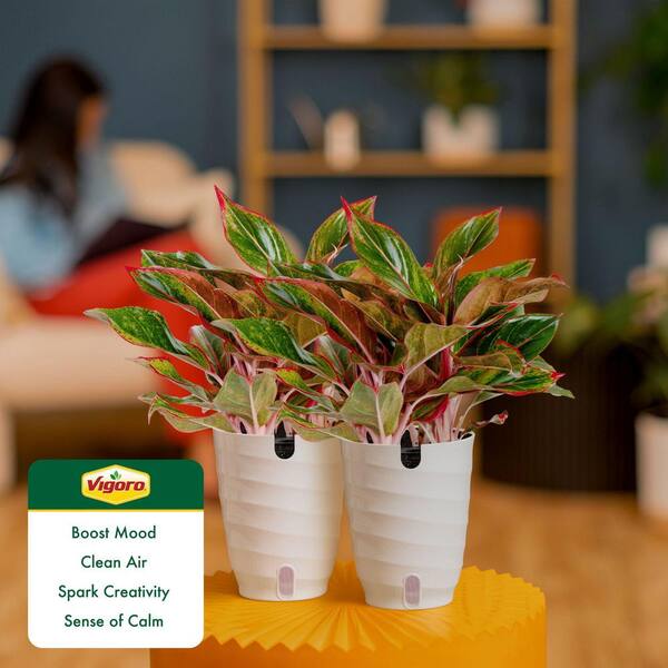 buy online philodendron pink princess Philodendron 'Pink Princess' | Indoor Plant | Tropical Plant | Potted Plant