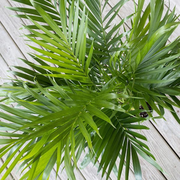indoor banana leaf plant A203771 3.17ft Artificial Real Touch Floor Plants Banana Leaf Tree  Angela  Flower