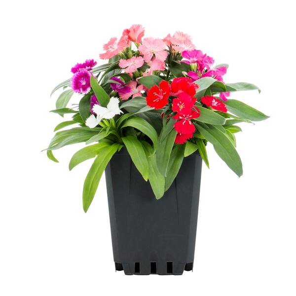 METROLINA GREENHOUSES Dianthus Annual Plant (1-Plant) 14625 - The Home ...