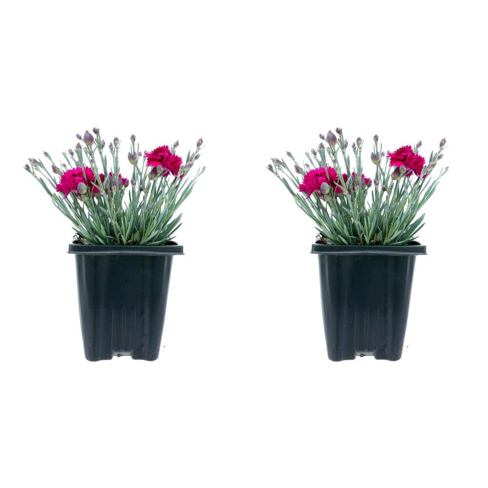 Perennial Carnation Starlette 1.0 qt. (2-Pack)