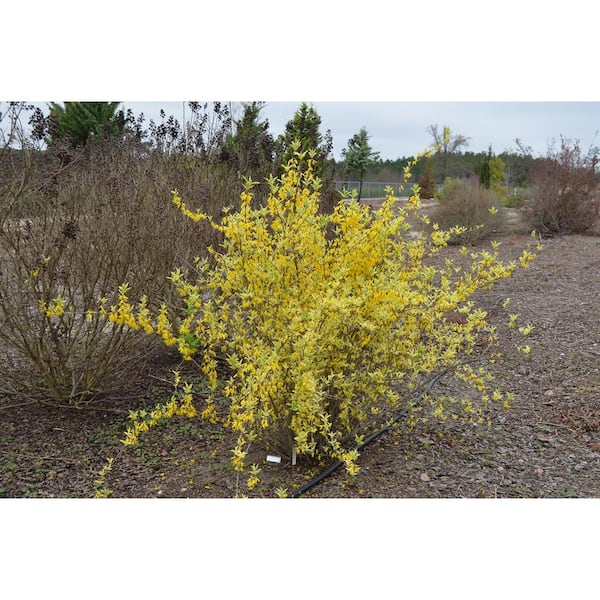 2 Gal. Believe It Or Not Forsythia, Yellow and Green Variegated Foliage with Yellow Flowers in Spring