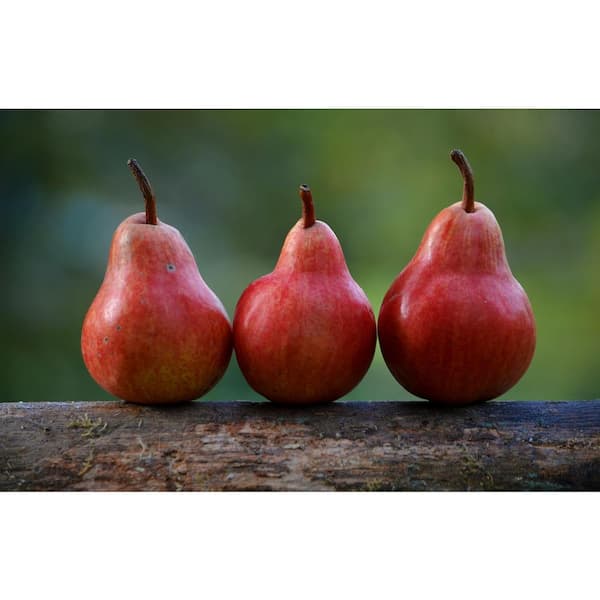 Red Bartlett Pears Information and Facts