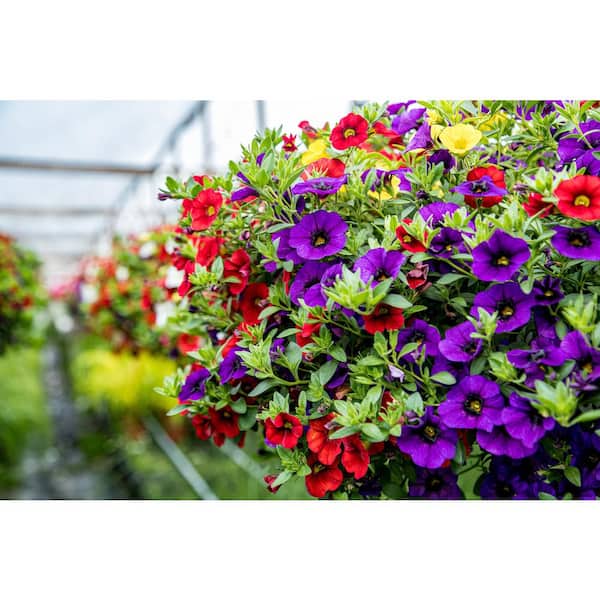 Proven Winner 4.75 in. Calibrachoa Plant with Assorted Flowering