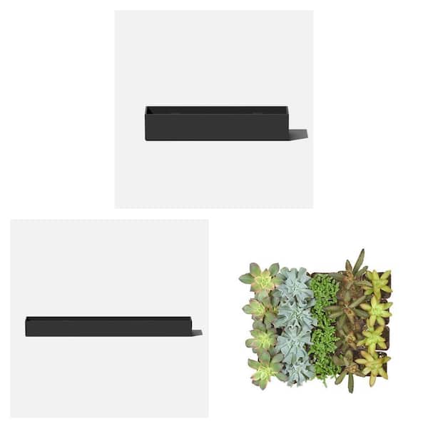 Large (3.5 in. x 16 in.) and Extra Large (3.5 in. x 32 in.) Black Planter with 2 in. Mini Succulents (20-Pack)