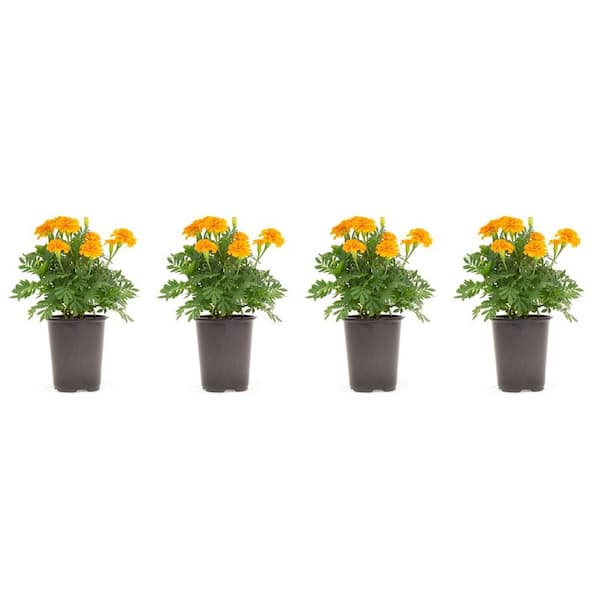 Pure Beauty Farms 1.38 Pt. Marigold Plant Orange Flower in 4.5 in. Grower's Pot (4-Plants)