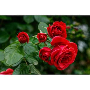 1 Gal. Red Empress Brindabella Live Rose with Red Flowers (1-Pack)