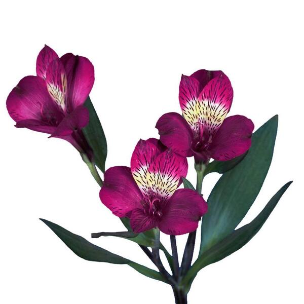 Unbranded Fresh Purple Alstroemeria Flowers (80 Stems - 320 Blooms)
