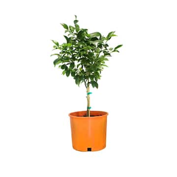 3 Gal. Calamondin Semi-Dwarf Tree