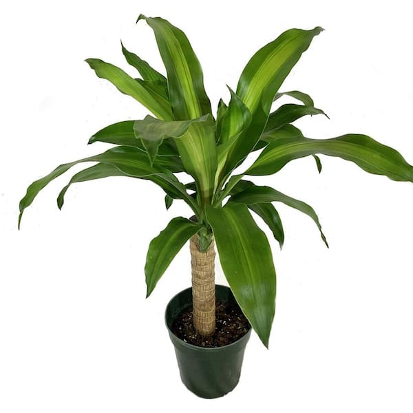 Wekiva Foliage Dracaena Mass Cane-Live Plant in a 6 in. Growers Pot-Dracaena Fragrans 'Massangeana'-Air Purifying Houseplant