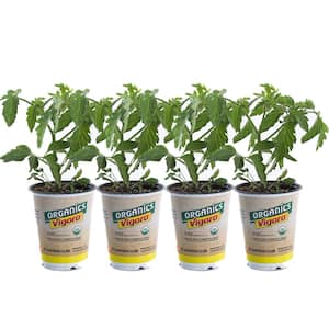 1 qt. Organic Tomato Early Girl Plant (4-Pack)