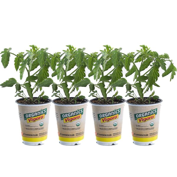 Vigoro 1 qt. Organic Tomato Early Girl Plant (4-Pack)