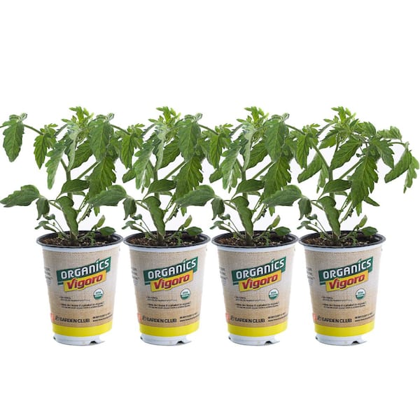 Vigoro 1 qt. Organic Tomato Big Beef Plant (4-Pack)