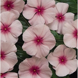 4 in. Pink Vinca Annual Live Plant, Pink Flowers (Pack of 6)