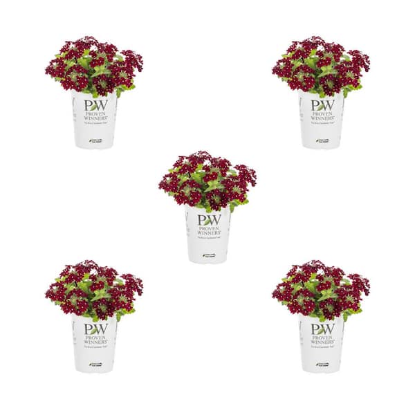 METROLINA GREENHOUSES 1.5 Pt. Verbena Superbena Romance Dark Red Annual Plant (5-Pack)