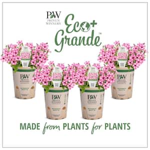4.25 in. Eco+Grande Supertunia Mini Vista Pink Star (Petunia) Live Plant, Light Pink and White Striped Flowers (4-Pack)