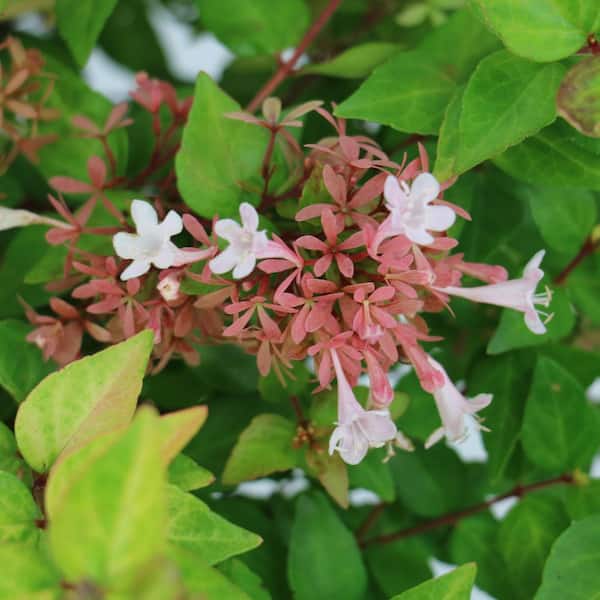 national PLANT NETWORK 3 gal. Abelia Canyon Creek Shrub HD2871