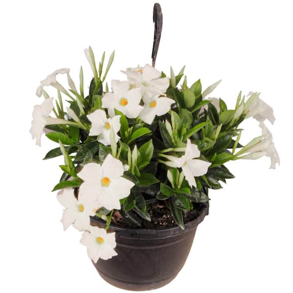 Premium 10 in. Hanging Basket 20 in. to 22 in. Tall Mandevilla White Blooming Flower Live Outdoor Plant