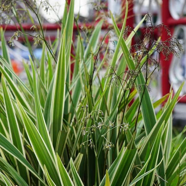 National Plant Network 3 gal. Dianella Flax Lilly