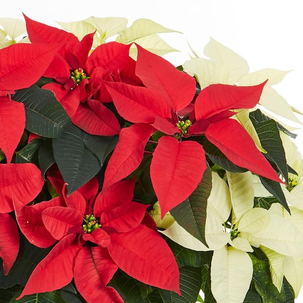 Red & White Poinsettia Christmas Mix FORWARD-FACING Vase –