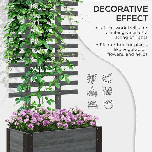 hanging begonia plant Apricot Hanging Basket Begonia main image 0