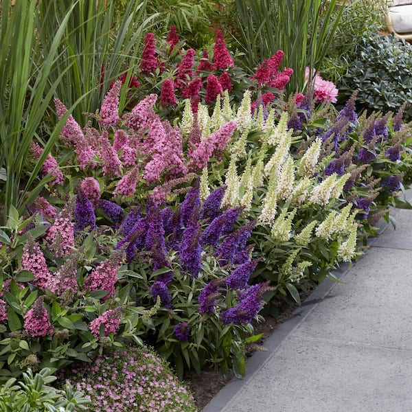 national PLANT NETWORK 3.25 in. Buddleia Butterfly Candy Butterfly Bush Collection with Multicolor Flowers (4-Pack)