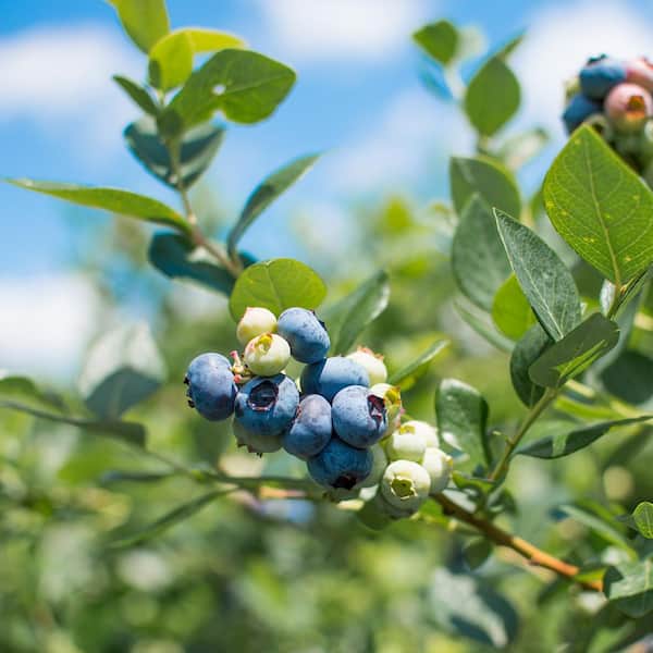 Powder Blue Blueberry  Blueberry Plants for Sale - PlantingTree