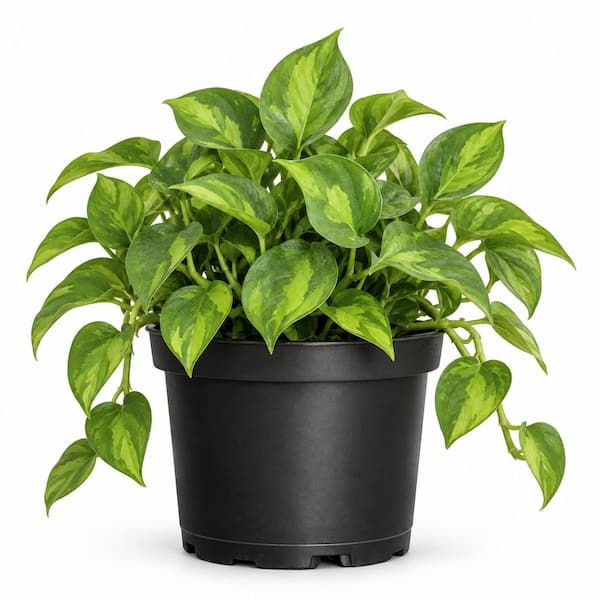 6 in. Global Green Pothos Live Indoor Plant in Grower Pot