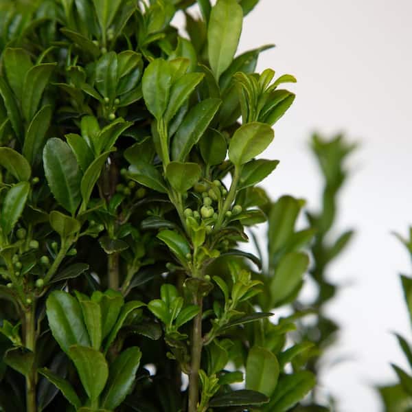 FLOWERWOOD 2.5 Qt. Sky Pencil Japanese Holly(Ilex), Live Plant
