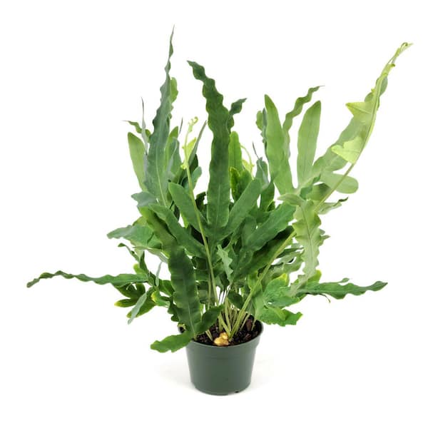 6 in. Fern Phlebodium Blue Star Plant in Grower Container