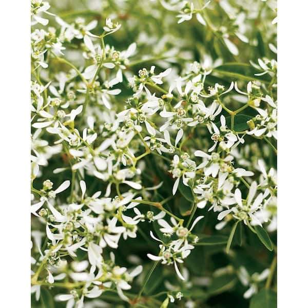 PROVEN WINNERS Diamond Frost (Euphorbia) Live Plant, White Flowers, 4.25 in. Grande