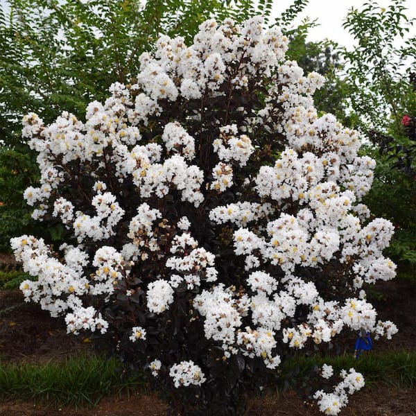 【新品未使用】Apolina Myrtle Bloomer Wallflower FIRST EDITIONS 2 Gal. Lunar Magic Crape Myrtle Flowering Shrub