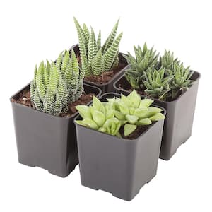 Small Assorted Haworthia Succulents in 2.5 in. Grower Pot, Avg. Shipping Height 3 in. Tall (4-Pack)