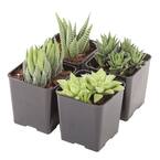 Small Succulents Haworthia Assorted in 2.5 in. Grower Pot (4 pack)
