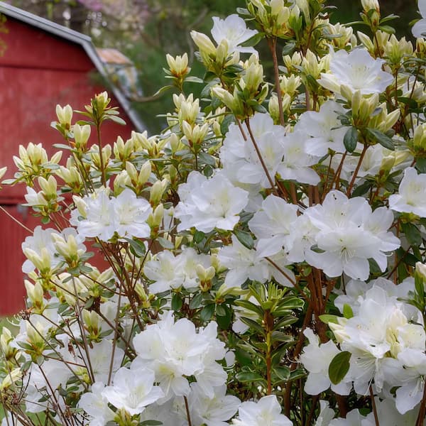 national PLANT NETWORK 3 gal. Azalea Snow Shrub with White Flowers