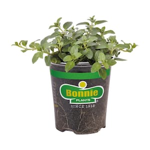19 oz. Peppermint Herb Plant