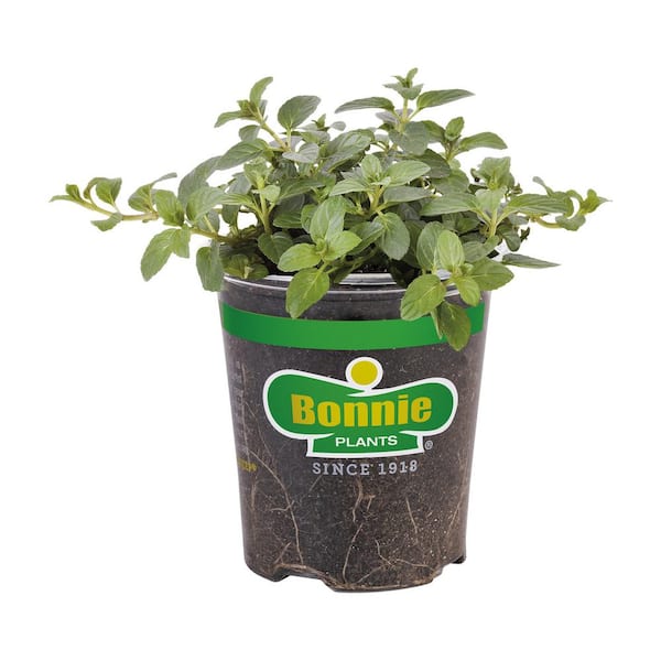 Bonnie Plants 19 oz. Peppermint Herb Plant