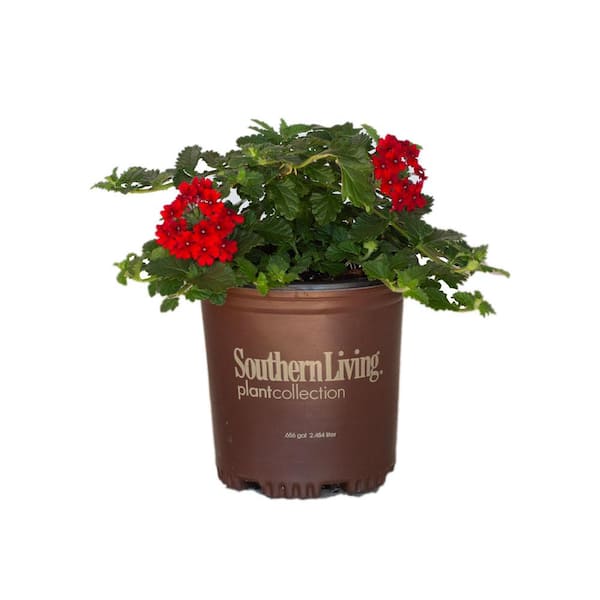 SOUTHERN LIVING 2 Gal. Endurascape Red Verbena - Perennial Plant with Clusters of Small Red Blooms