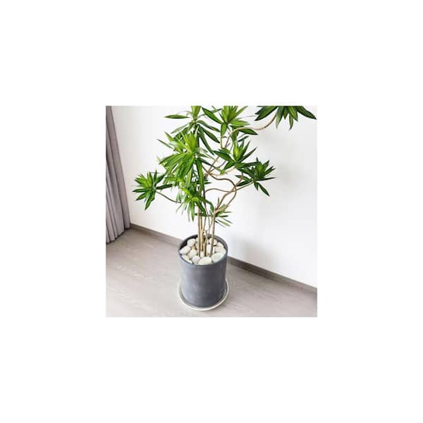 money tree braided Braided Pachira Aquatic, Money Tree Bonsai