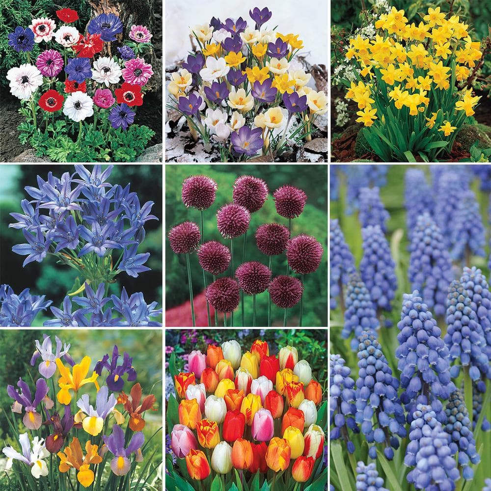 Van Bourgondien Classic Dutch Garden Bulbs. Mixture (125-Pack) 69702 ...