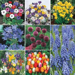 Classic Dutch Garden Bulbs. Mixture (125-Pack)