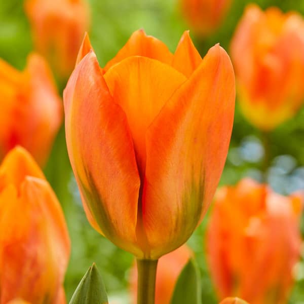 Garden State Bulb 12/Plus cm, Orange Emperor Fosteriana Tulip Flower Bulbs (Bag of 50)