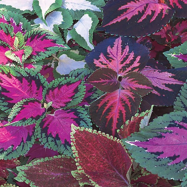 ALTMAN PLANTS #10 Coleus Annual Plant with Assorted Flowers in Capello Planter