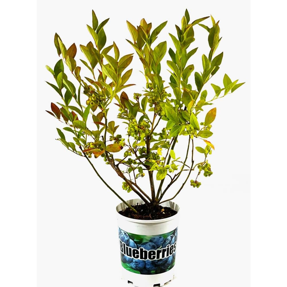 2.5 qt. Toro Blueberry Live Plant with Large, Sweet Berries