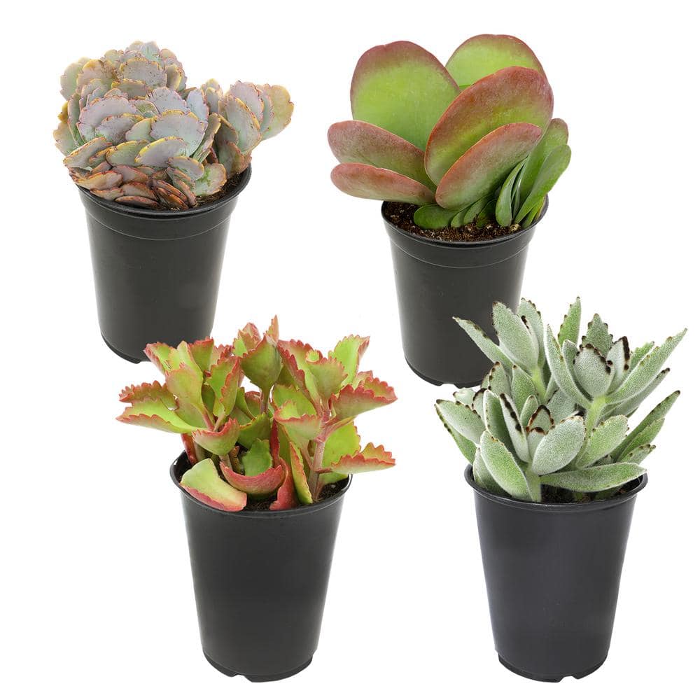 Large Indoor/Outdoor Kalanchoe Succulent 4-Pack with Multicolor Leaves
