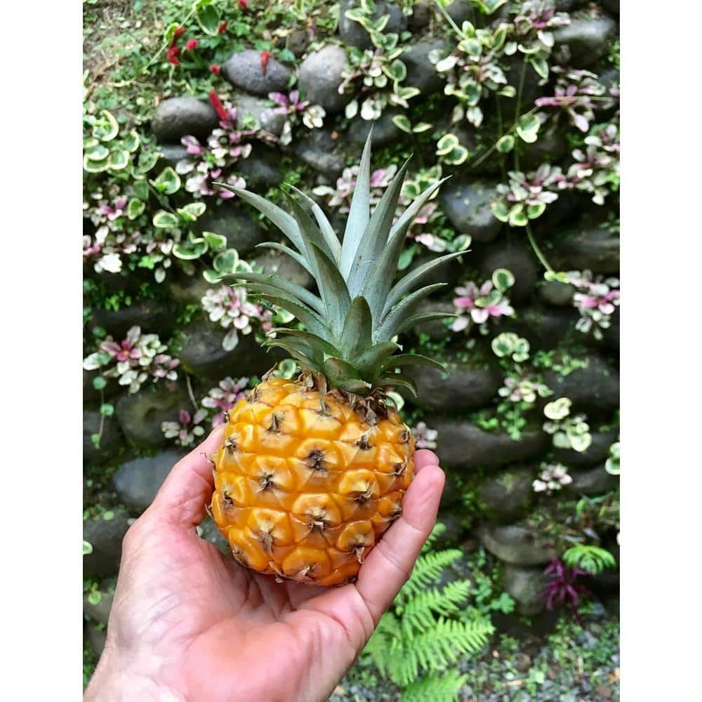 Wekiva Foliage Mini Me Ornamental Pineapple Plant-Live Starter Plant in a 2  Inch Pot-Ananas Comosus-Non-Edible Ornamental Fruit MiniOrna2x1 - The Home  ...