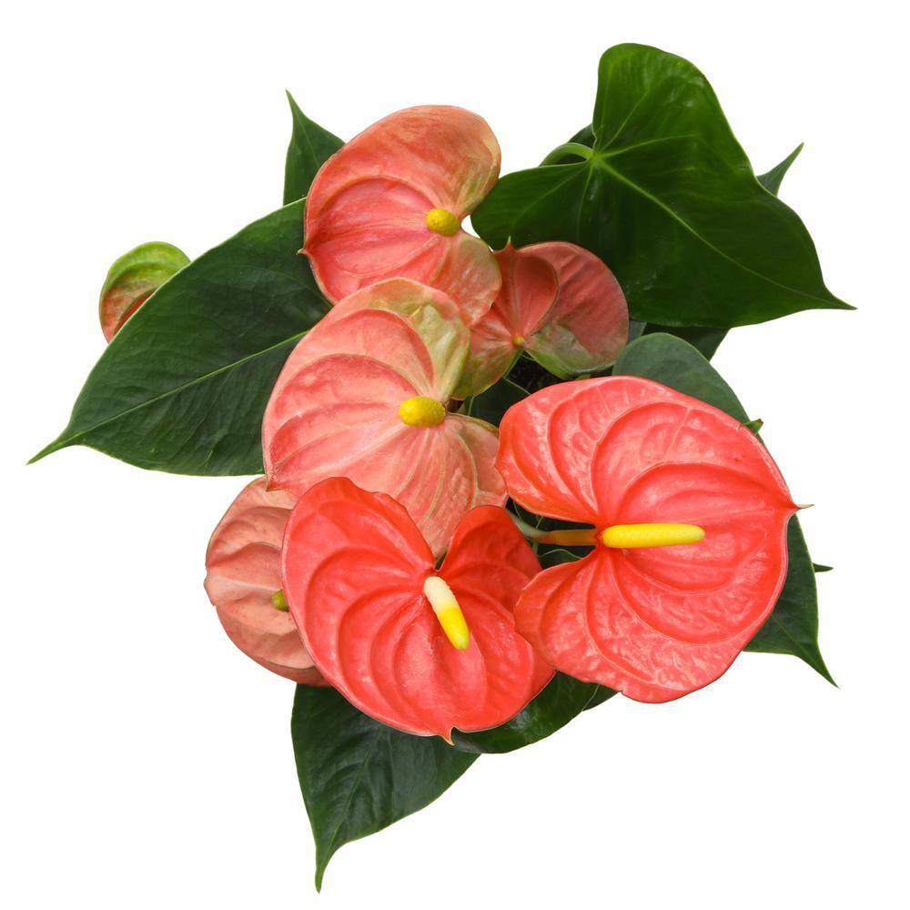 Large Orange Anthurium in White Planter