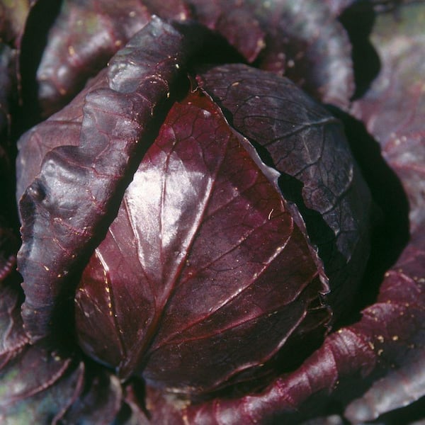 All Organic Red Acre Cabbage