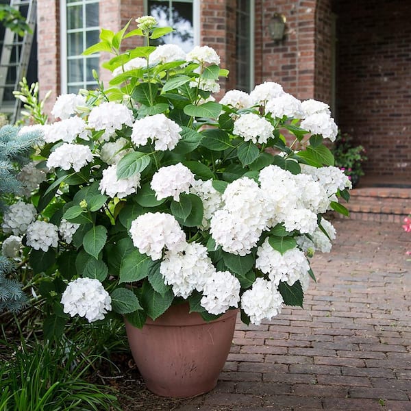 Image of White endless summer hydrangea in pot