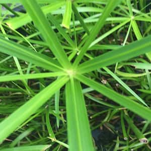 4 in. Umbrella Palm Potted Bog/Marginal Pond Plant